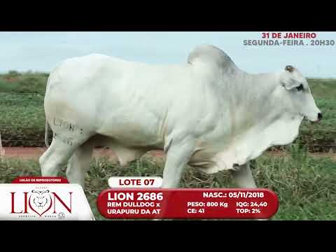 LOTE 07   LION 2686