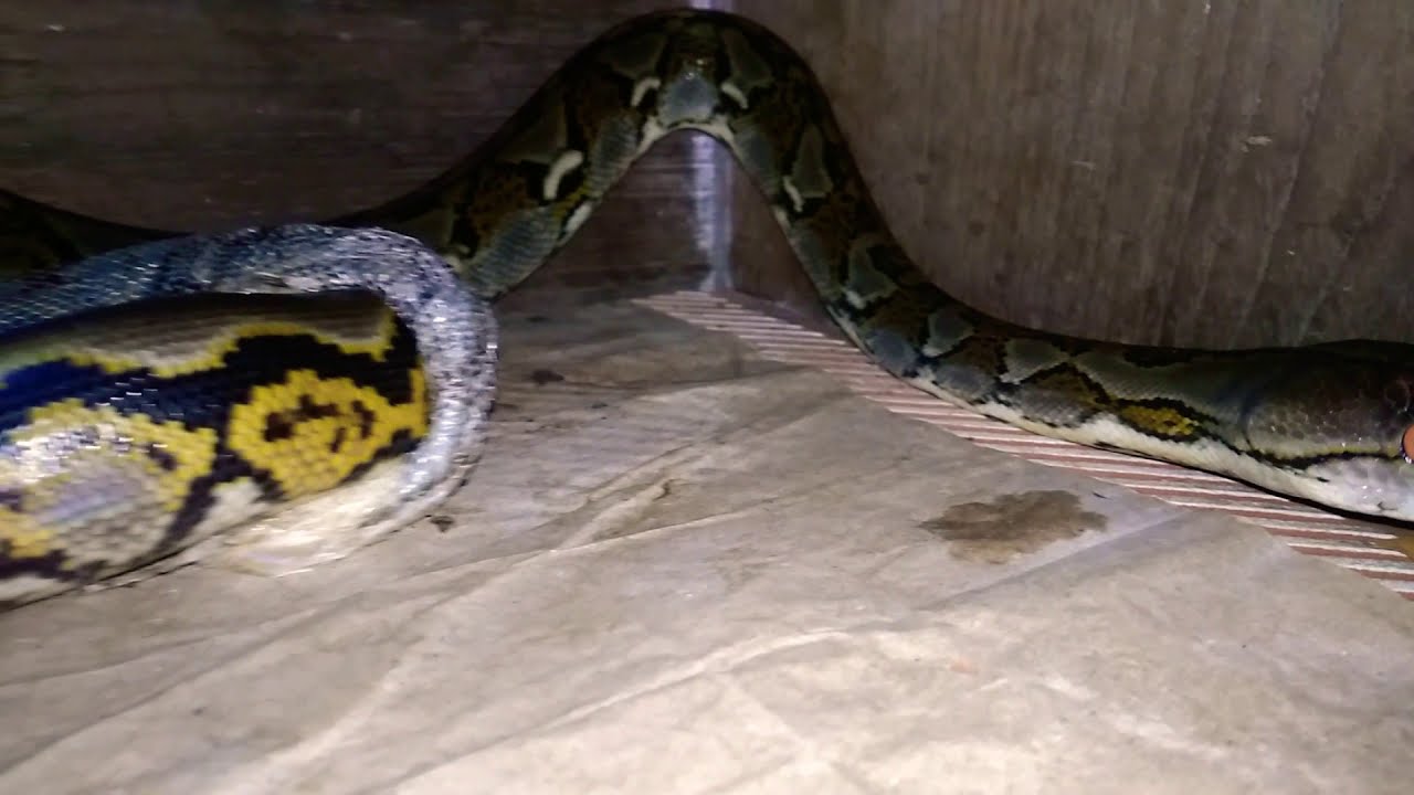 camera iphone 8 plus apk Reticulatus Phyton (Shedding Process)