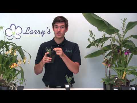 How to Grow Aloe - EASY!