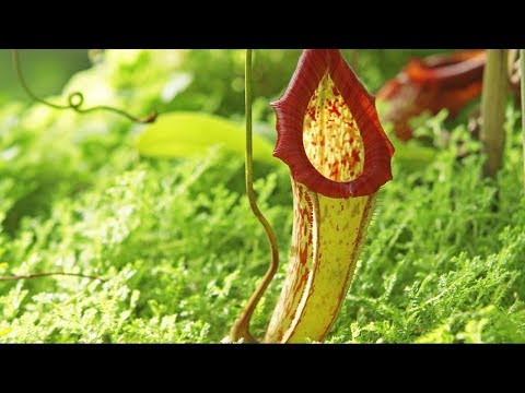 Poisonous Pitcher plant - The Private Life of Plants - David Attenborough - BBC wildlife