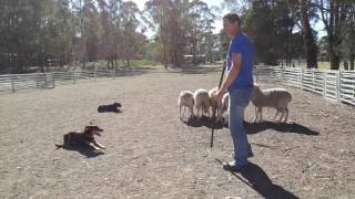 Whisky working with the gang. by Australian Working Dog Rescue 387 views 7 years ago 5 minutes, 27 seconds