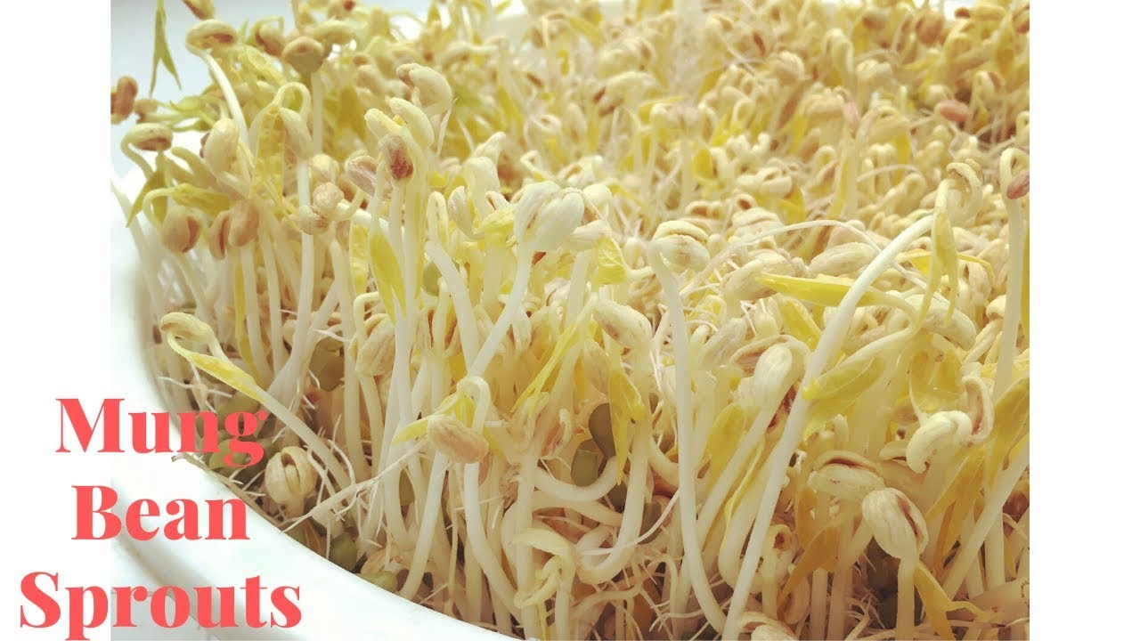 How To Grow Mung Bean Sprouts At Home With Plastic Basket - YouTube