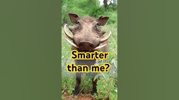 This Wild Pig is Smarter Than You Think