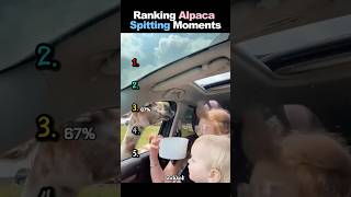 Ranking Alpaca Spitting Moments #ranking #alpaca