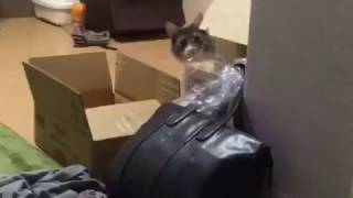人の視界に入りたい猫 ノルウェージャンフォレストキャット Cat want to be before the people. Norwegian Forest Cat.