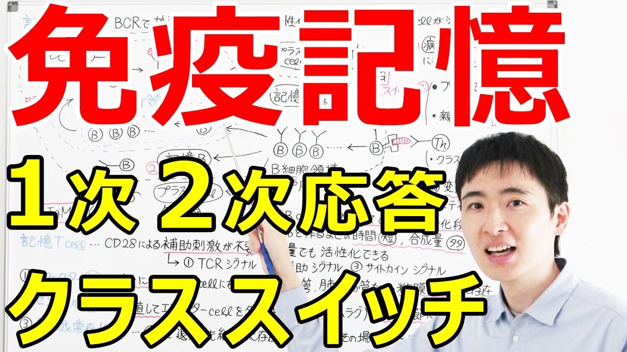 【大学・薬学部の免疫学】免疫記憶での記憶細胞の役割と抗体のクラススイッチ(IgM→IgG)【過去の出会いは忘れない】