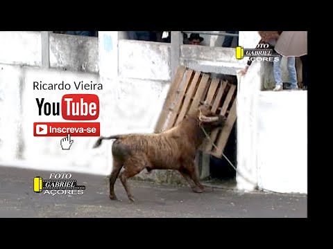 Tourada à corda, ilha Terceira, 2012