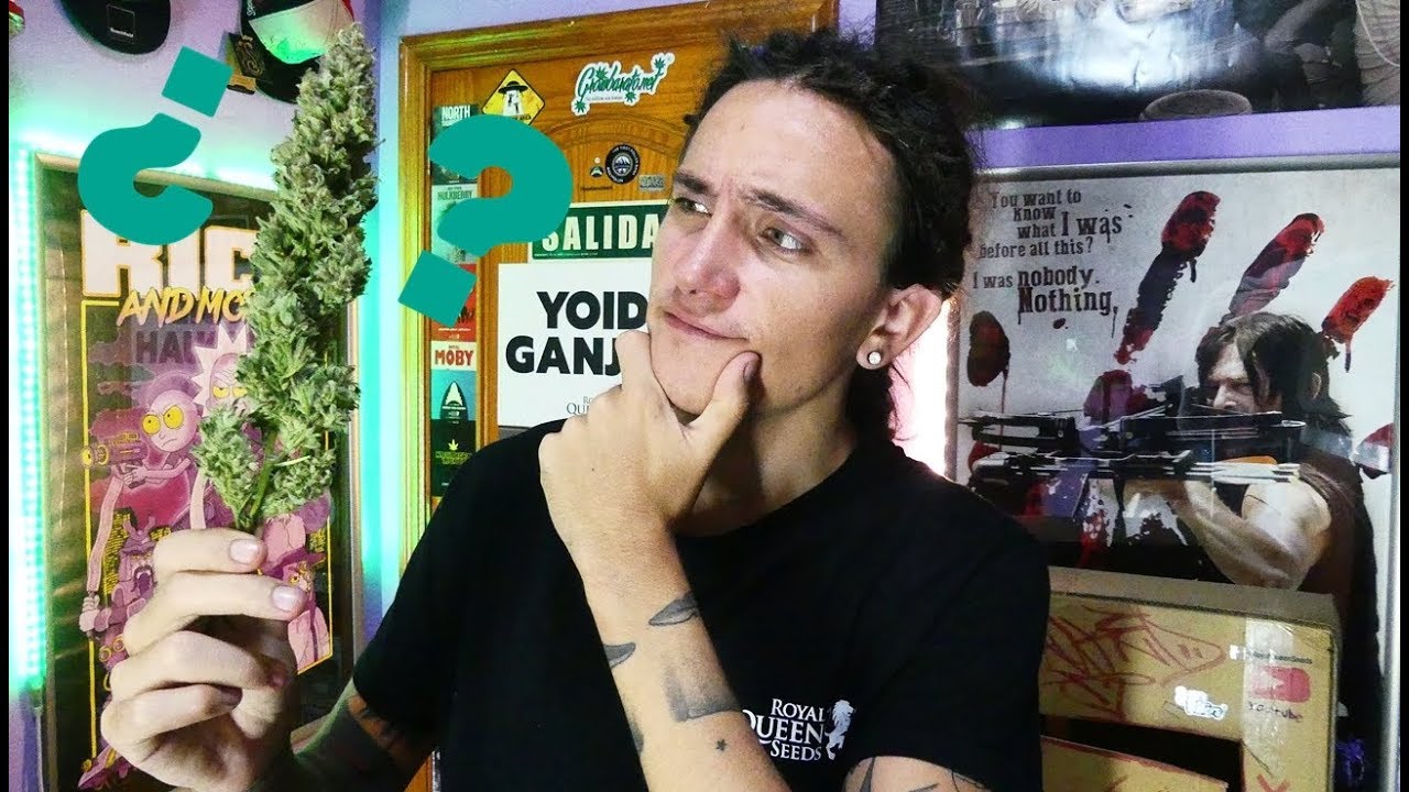 COMO SECAR MARIHUANA