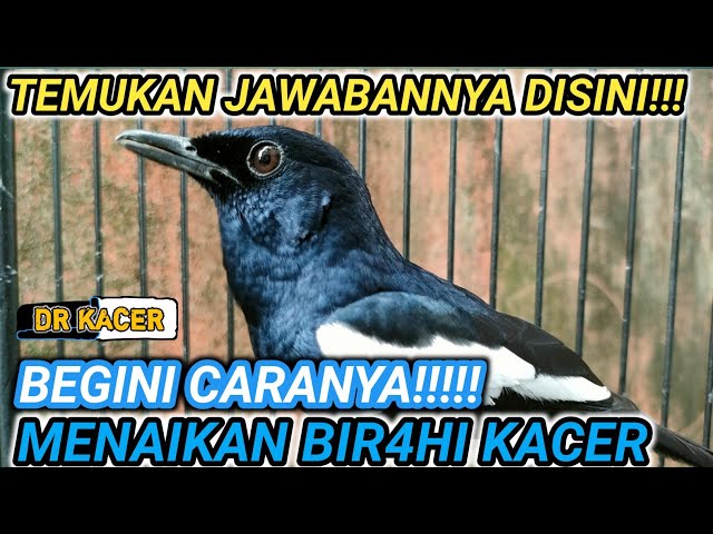 SANGAT JELAS!!! CARA MENAIKAN BIRAHI KACER VERSI DR KACER NEW class=