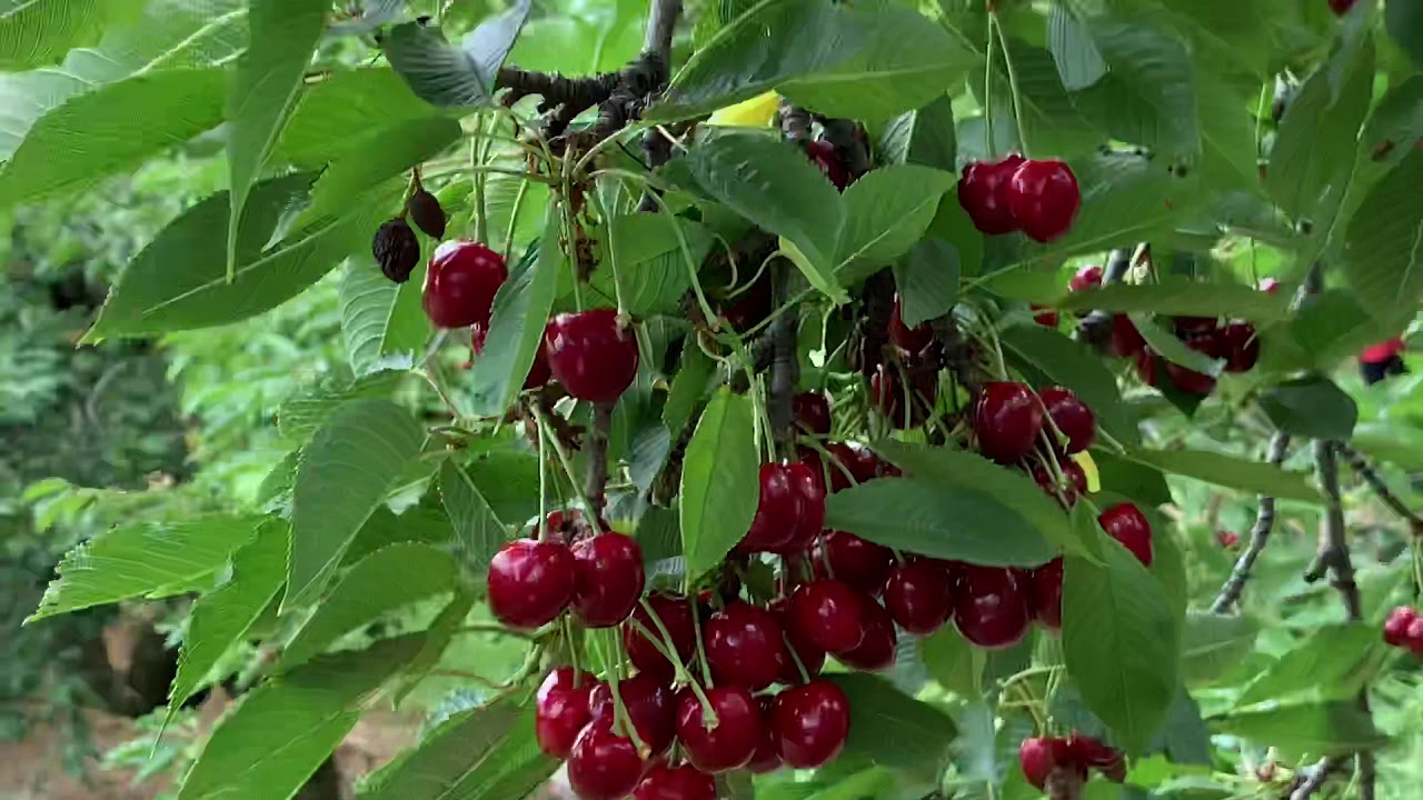 CHERRY PICKING in CHERRY AVENUE FARM YouTube