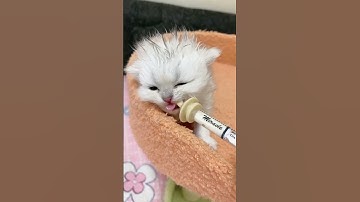 Must Watch Cat Videos 2021| Baby Cats - Cute and Funny Cat Videos Compilation #Baby-cats-KKS #Short