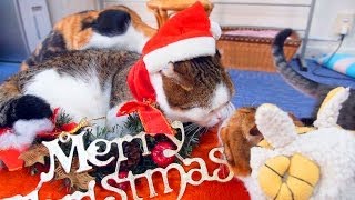 【 キスするサンタの猫ちゃん  】 クリスマス　サンタコスプレ 猫カフェ