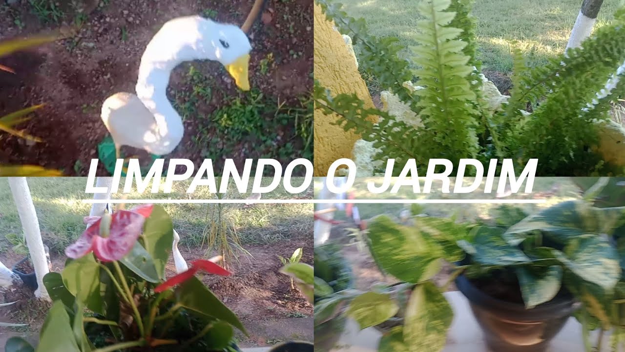 LIMPEZA NAS PLANTAS 🪴/ E CALÇADA🙏🏼
