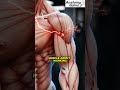“This Weak Connection Is Why You Don’t Feel the Exercise” #mindmuscleconnection #muscleactivation