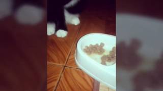 Мой кот-человек Мой кот-человек