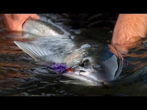 WINTER RUN by Todd Moen - Pacific Northwest Winter Steelhead Fly Fishing