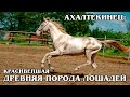 АХАЛТЕКИНСКАЯ ЛОШАДЬ: Красивая и древняя порода лошадей | Интересные факты про лошадей и животных