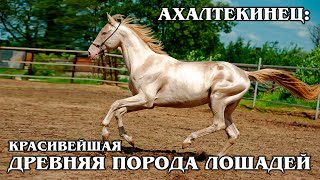 Akhal-TEKE horse: the most beautiful and Ancient horse breed | interesting facts about horses