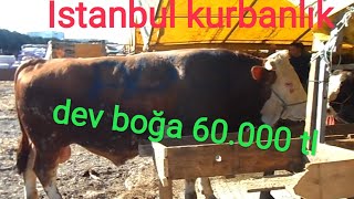 İstanbul Kurban Pazarlığı , Kurban Fiyatları 2022 İstanbul , Kurbanlık 2022 , Simental Kurban Fiyatı