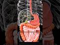 What Happens After You Eat? Shocking Truth. 😱 #facts #shorts #digestivesystem