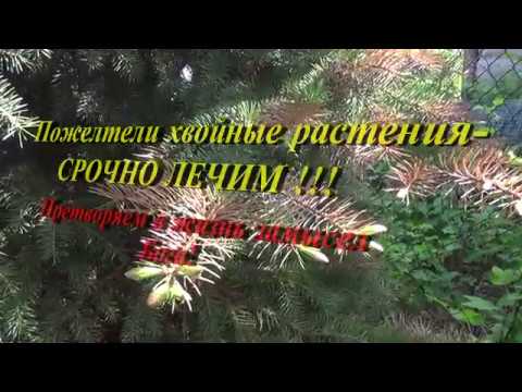 Пожелтели хвойные растения срочно лечим!!!