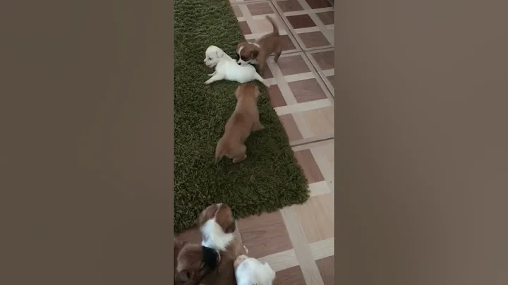 Zaras puppies playing