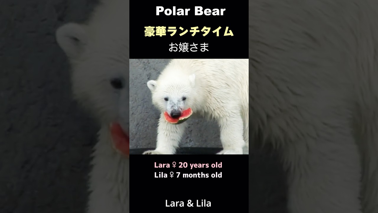 Polar Bear様 リモワ サルサ プロセッコ exclusive）polar bear