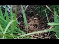Eurasian skylark birds raise her baby in the nest  review birds news 