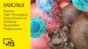 High-Throughput Quantification of Antibody-Dependent Phagocytosis Using Live-Cell Analysis