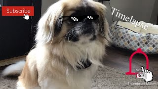 Sleeping dog timelapse