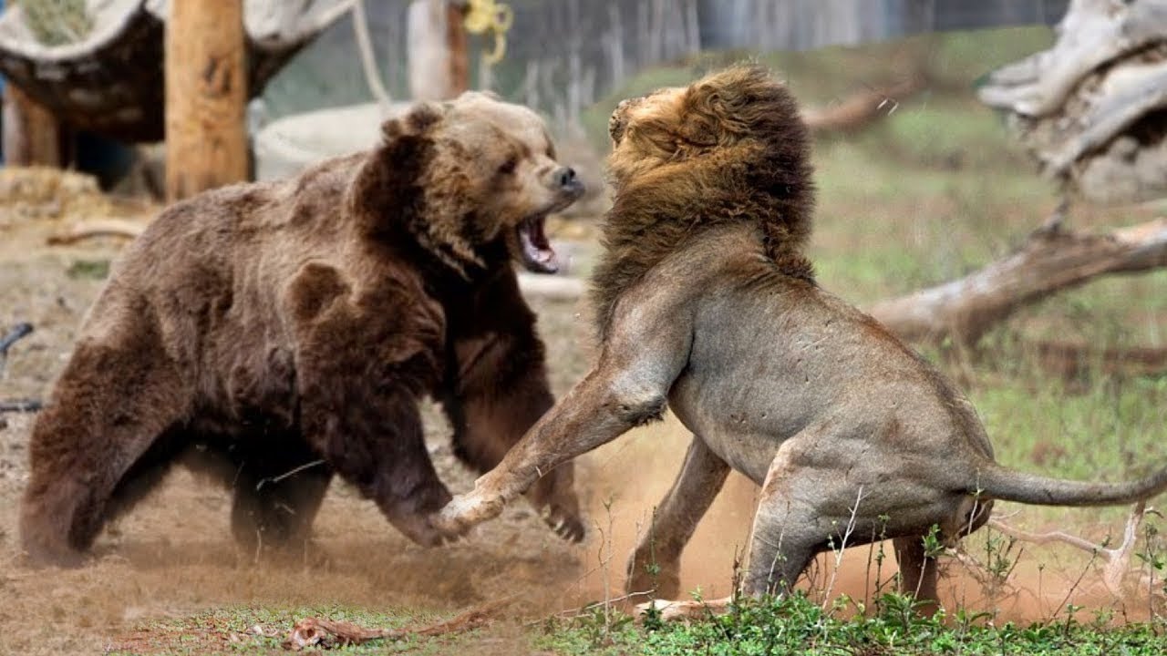 Видео медведи против. Медведь Гризли против Льва. Лев против тигра против медведя.