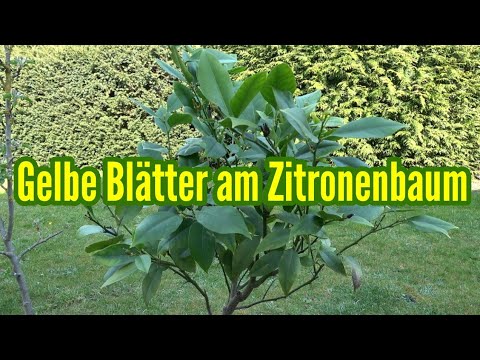 Video: Zitronenblätter werden gelb: Ursachen für gelbe Blätter an einem Zitronenbaum