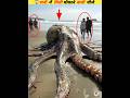        ocean  scary things found in water viral facts animals