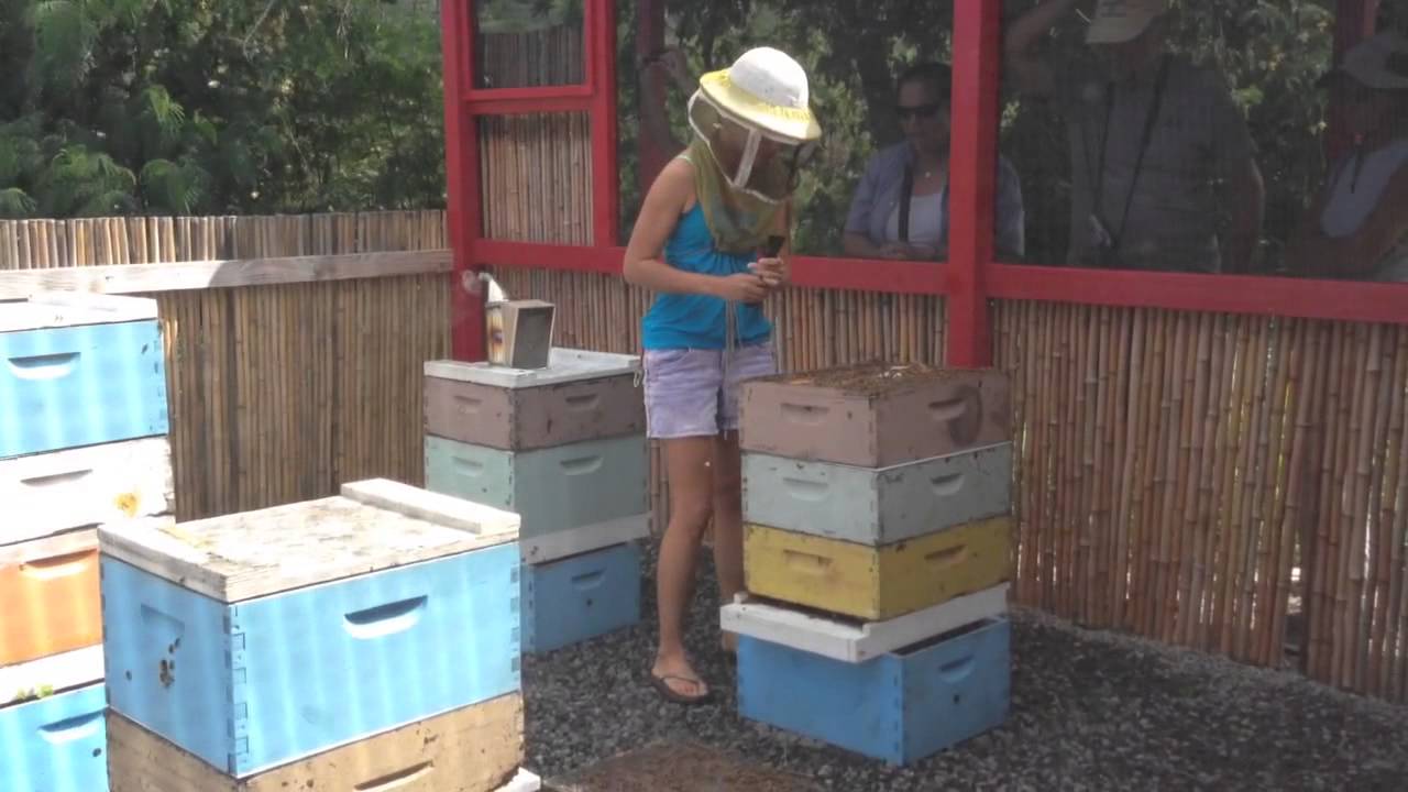 Big Island Bees Tour with Beekeeper Clarissa YouTube