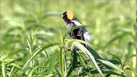 Bobolink