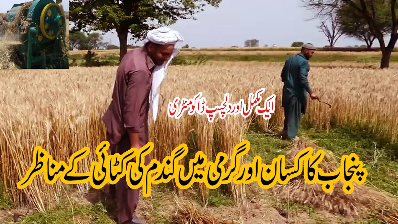 Waheed Shah Riar Farm A Documentary On Wheat Crop In Pakistan By Shahzad Rasool - YouTube
