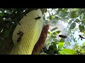 Bắt Tổ Ong Khoái Nhanh Gọn /Fast Catching Honey Honeycomb
