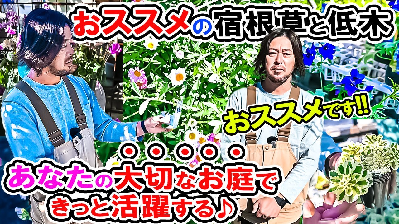 🌼オシャレなお花がたくさん🌼売り場を散策してみたら♪【おススメ宿根草と低木】 ローズガーデンカネコさん