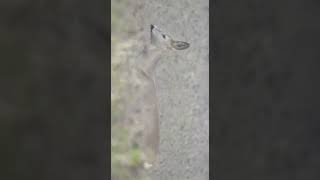 Sarna w facelii Listopad 2025