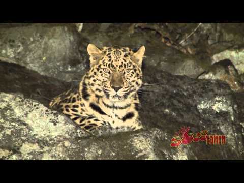 THE AMUR LEOPARD, BATTLE BETWEEN TWO MALES