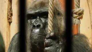 Budapest Zoo - Planet of the Apes