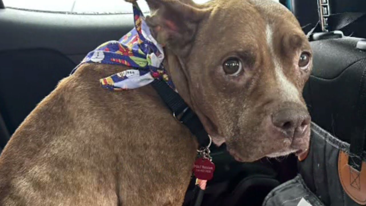 Dog rescued from freezing cold on Christmas Day on road to recovery in