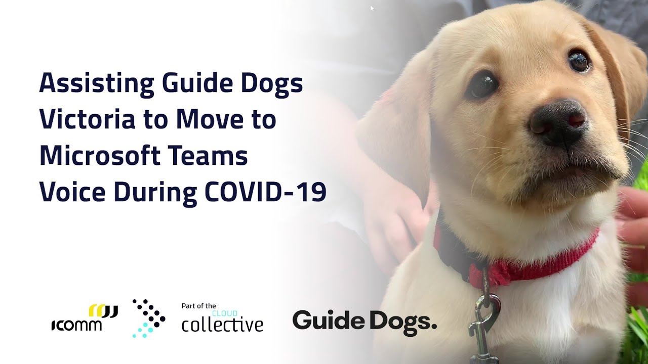Guide Dogs Victoria Case Study || IComm