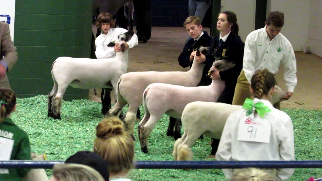 4H Club Southeastern Livestock Pavilion YouTube