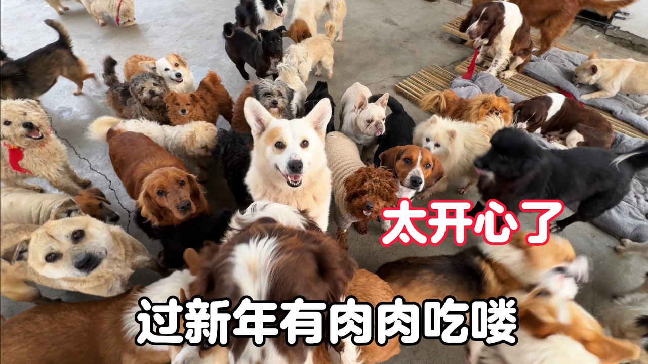大年初一，攜小院300多只毛孩子送祝福，煮肉肉給它們加餐過新年