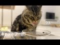 高級キャットフードを嫌がるグルメな猫のメルに魔法のトッピングをしてみた結果…