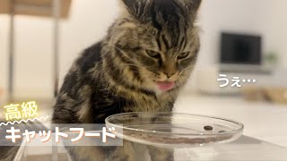高級キャットフードを嫌がるグルメな猫のメルに魔法のトッピングをしてみた結果…