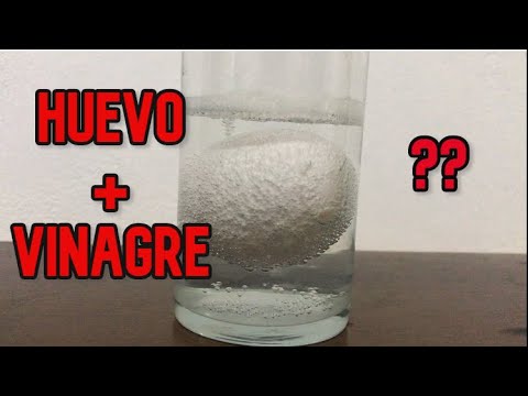 EXPERIMENTO DEL HUEVO EN VINAGRE