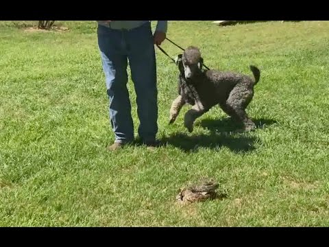 Video: Mere Om Rattlesnakes And Dogs - Rattlesnake Aversion Training For Dogs