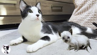 Adorable Rescued Kitten's Wobbly Charge Leaves Older Cat Mu Stunned!